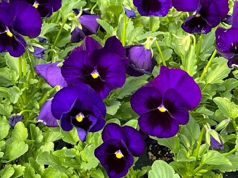 Violas