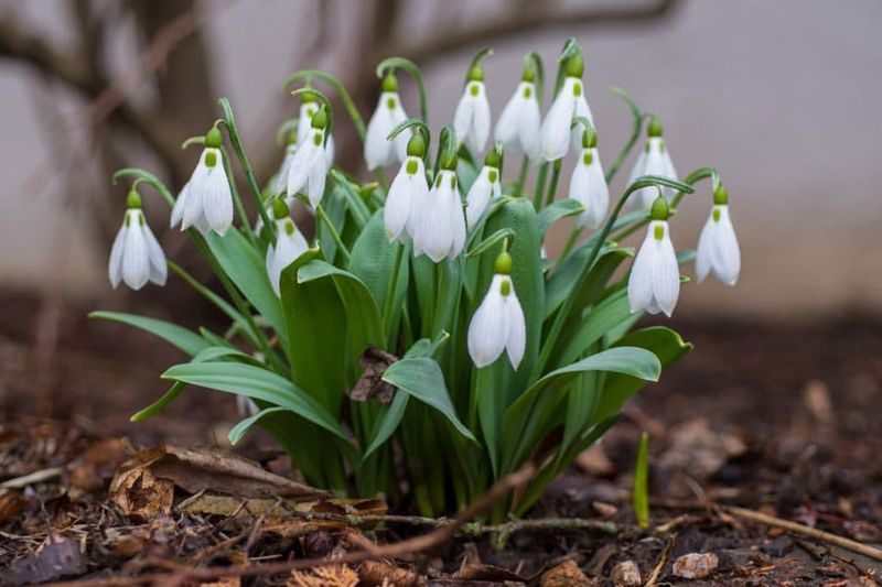 Snowdrops Emerge As Winter's First Messengers
