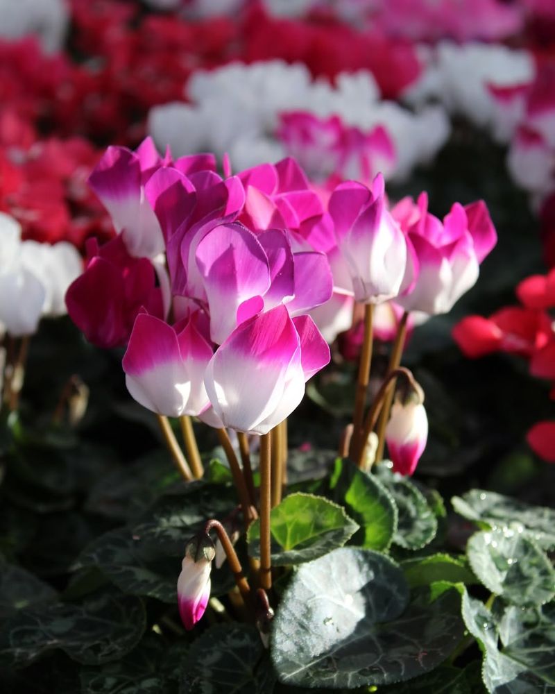 Cyclamen Delivers Elegant Blooms And Patterned Foliage