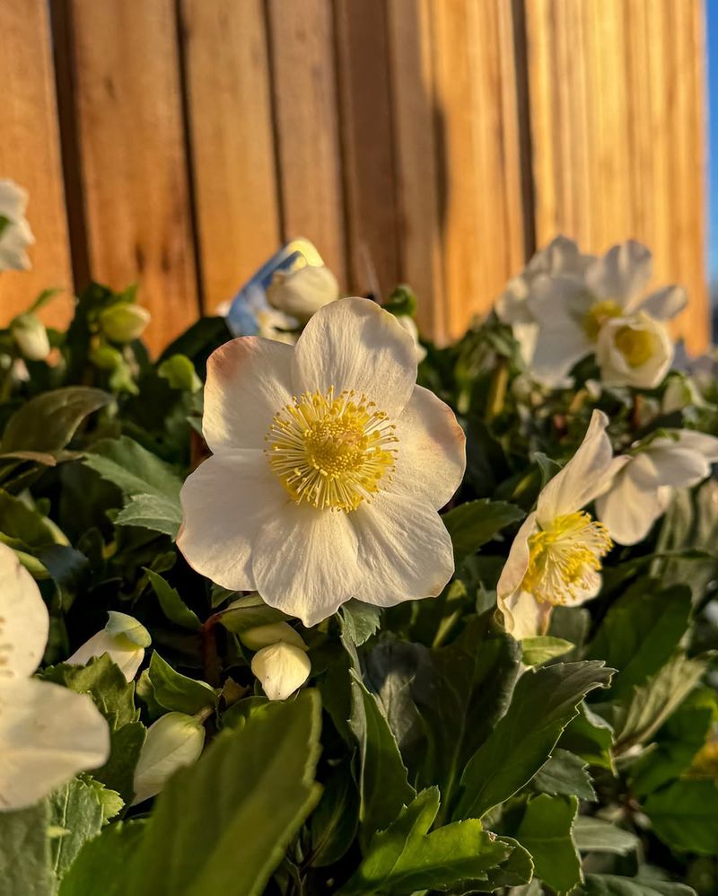 Hellebores