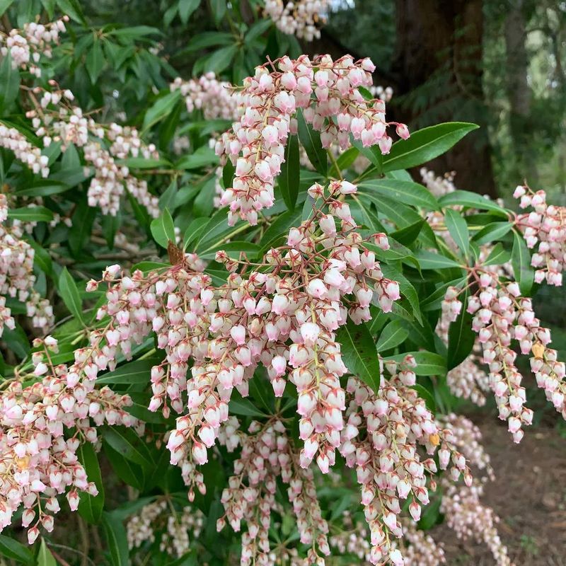 Pieris Japonica (Japanese Andromeda)