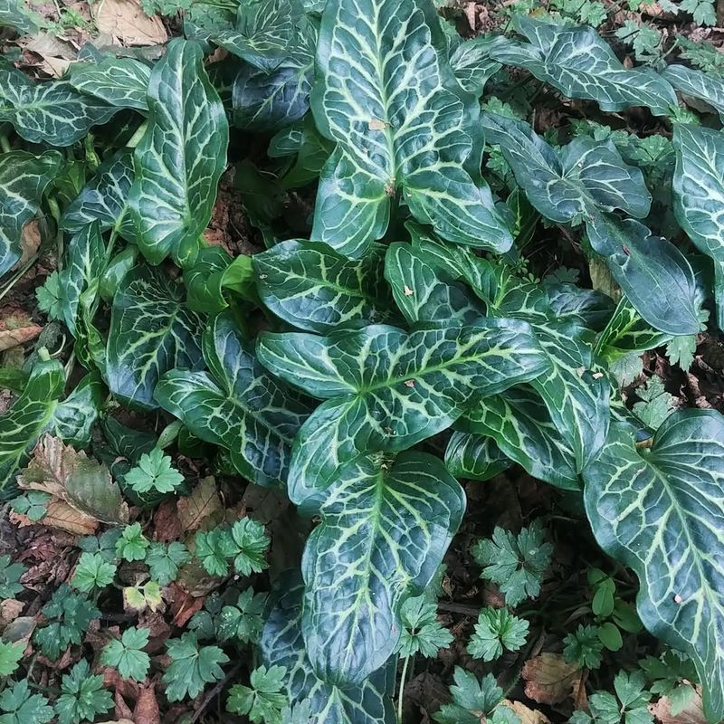 Non-Native Ornamental Plants