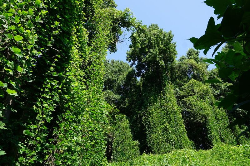 Non-Native Shrubs Used As Privacy Screens