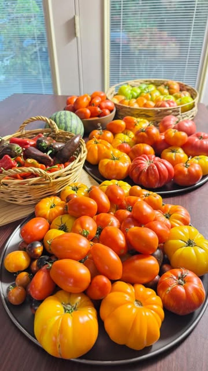 Real Maryland Gardeners Share Their Winter Tomato Success Stories