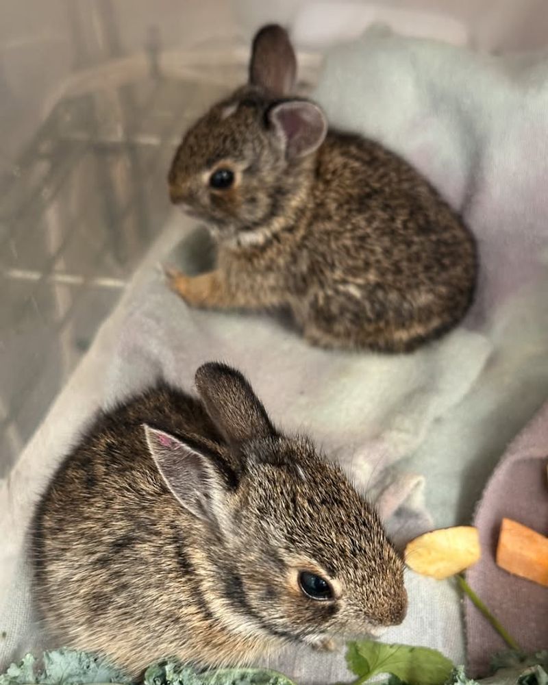 Young Rabbits Practice Digging As Survival Training