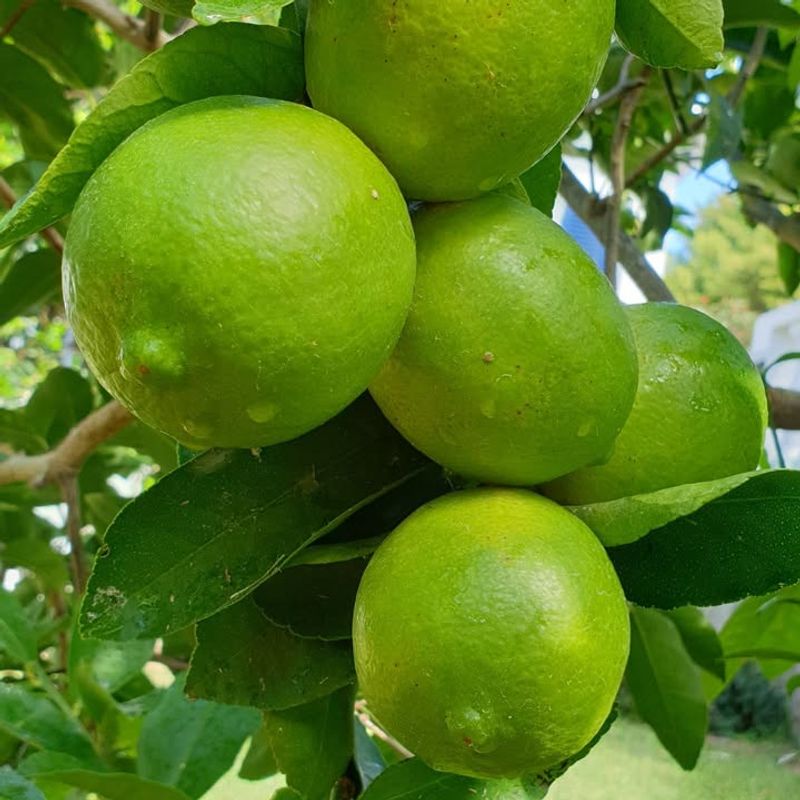 Fallen Fruit Responsibility Depends On Where It Lands