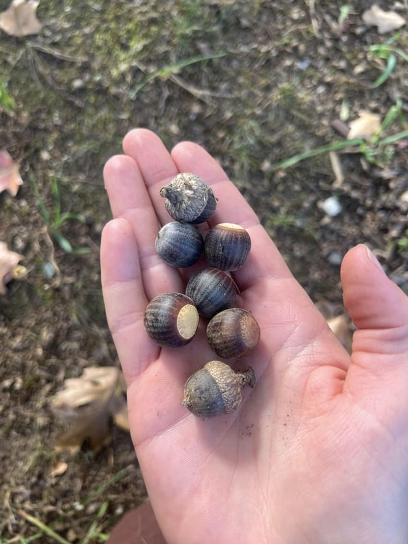 Nuisance Laws Rarely Apply to Falling Acorns