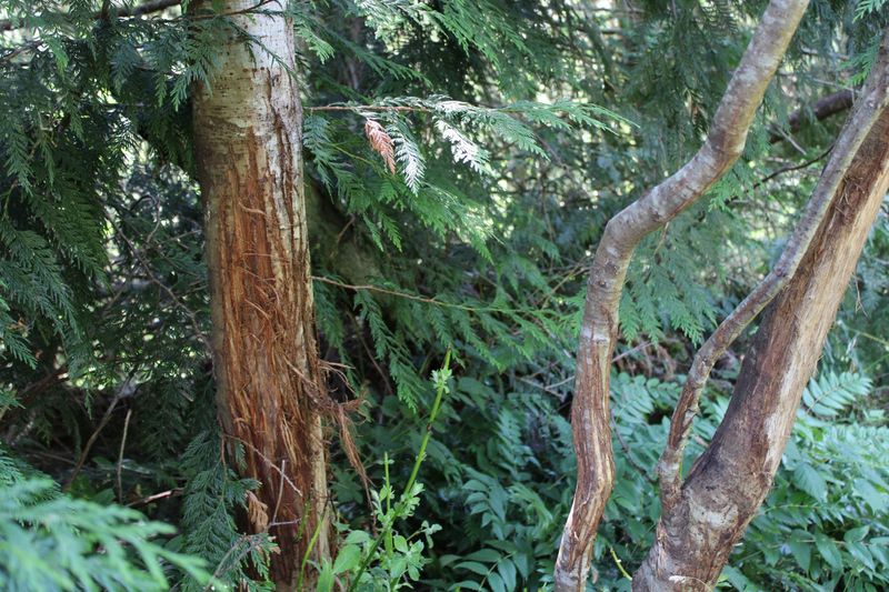 Claw Marks On Trees And Wooden Structures