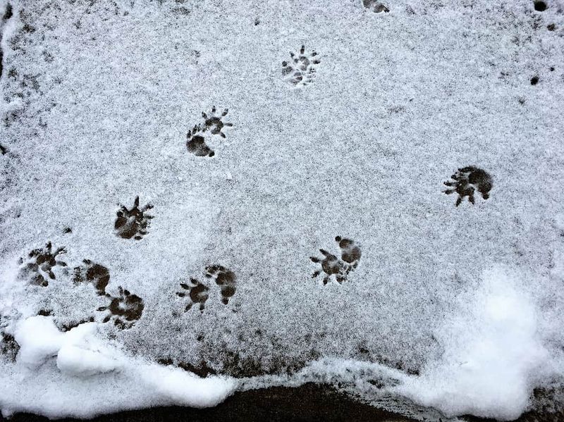 Small Paw Prints With Distinctive Thumb Marks