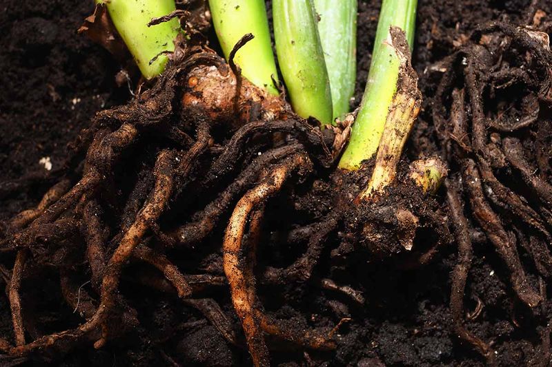 Cold Soil Conditions That Damage Roots