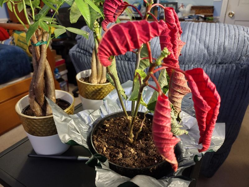 Leaf Drop Accelerates In Muggy Conditions