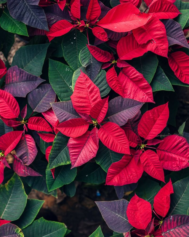 Ignoring Arizona's Indoor Temperature Fluctuations