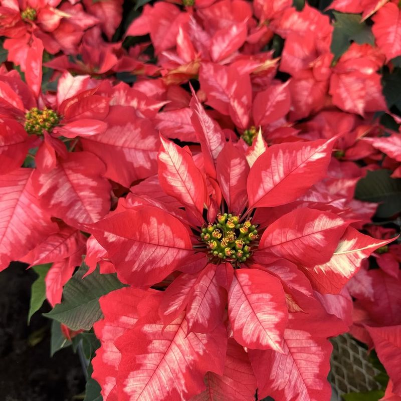 Placing Plants In Direct Afternoon Sunlight