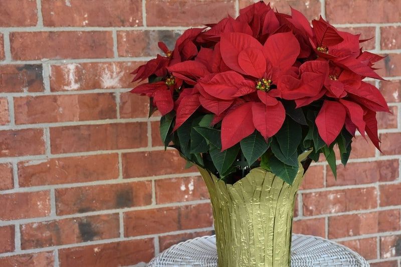 Keeping The Plant Too Close To Heat Vents