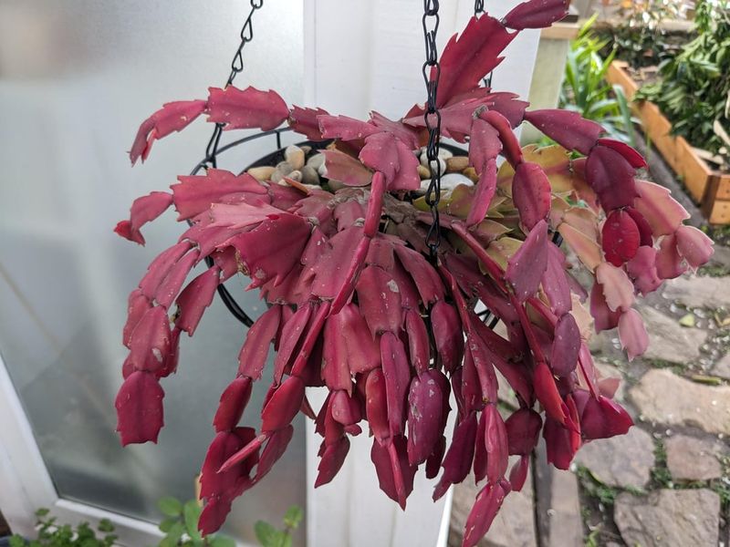 Nutrient Deficiency Shows Through Purple Hues