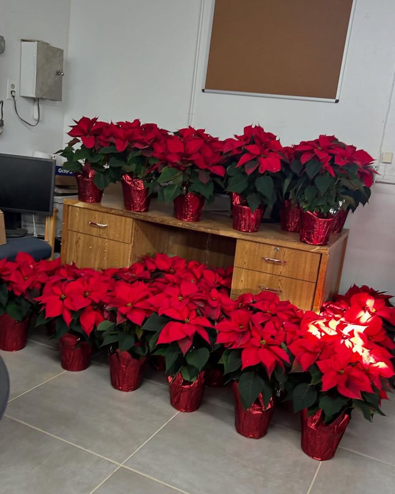 Forgetting To Remove The Decorative Foil Wrapper Completely