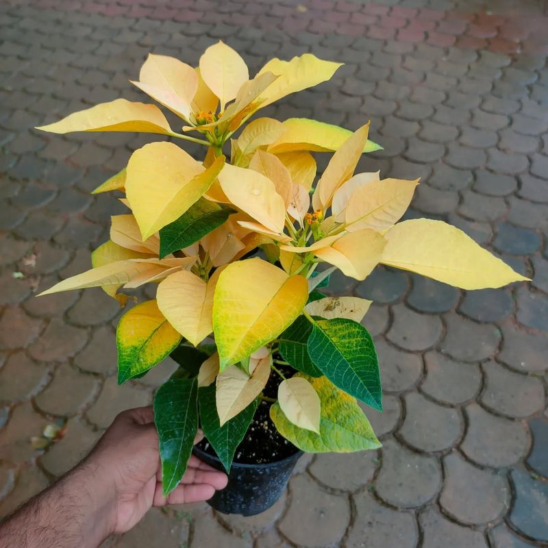 Ignoring Proper Light Requirements