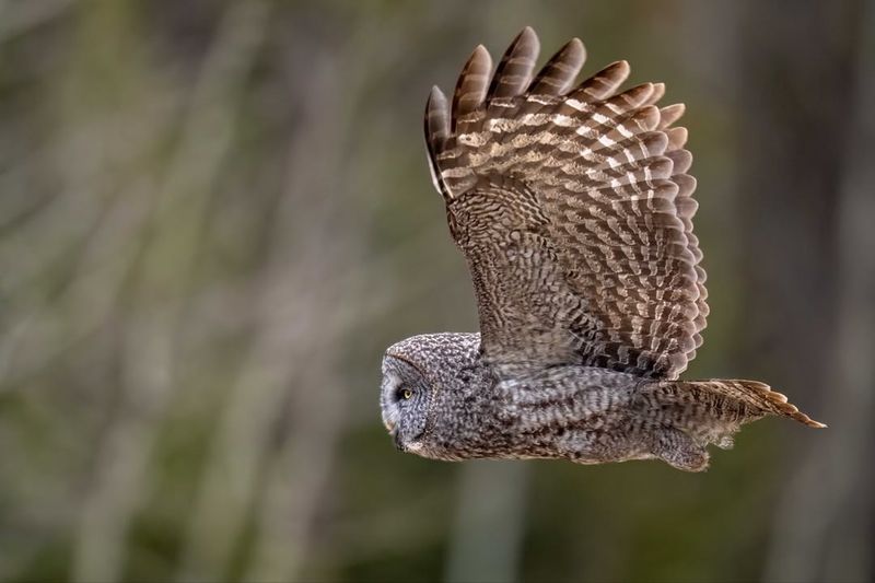 Distinctive White Droppings On Structures And Vegetation