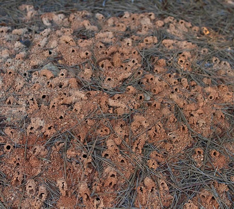 Bees Nesting Naturally