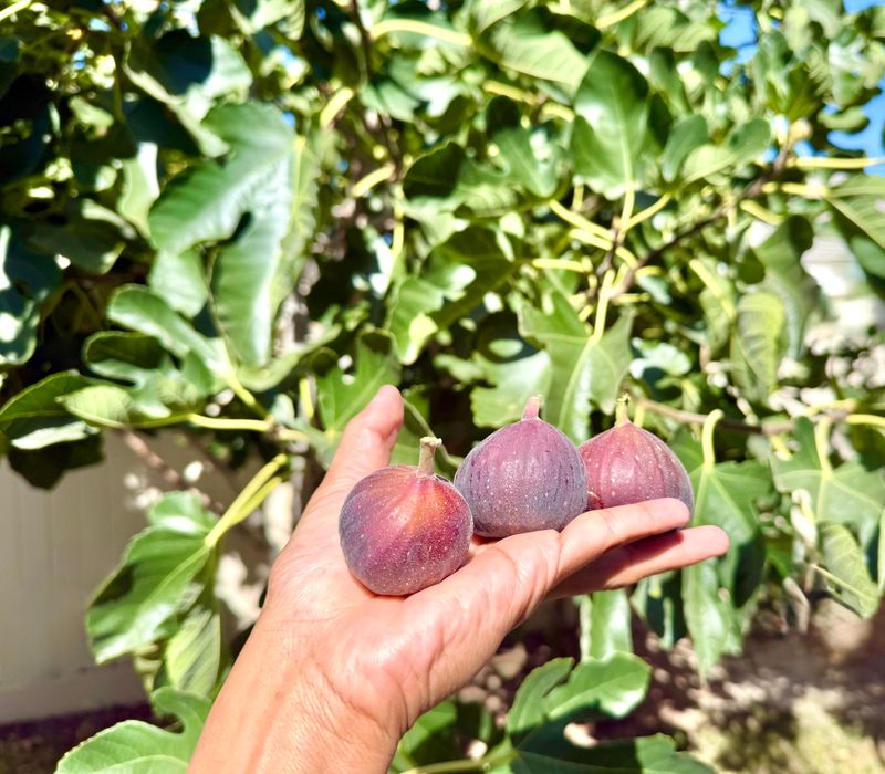 Overhanging Branches Don't Transfer Ownership Rights