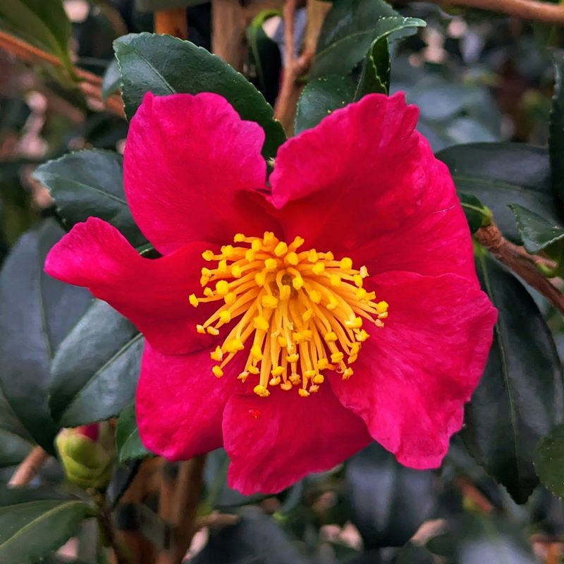 Camellia Sasanqua