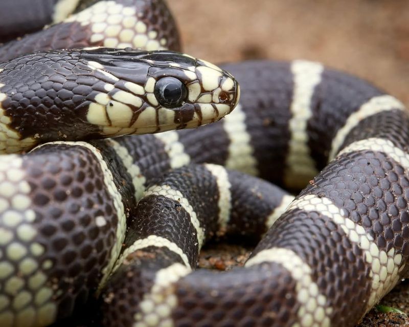 California Kingsnakes