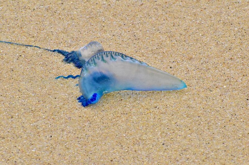 Portuguese Man o' War