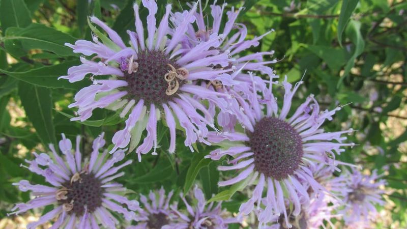 Wild Bergamot (Monarda fistulosa)