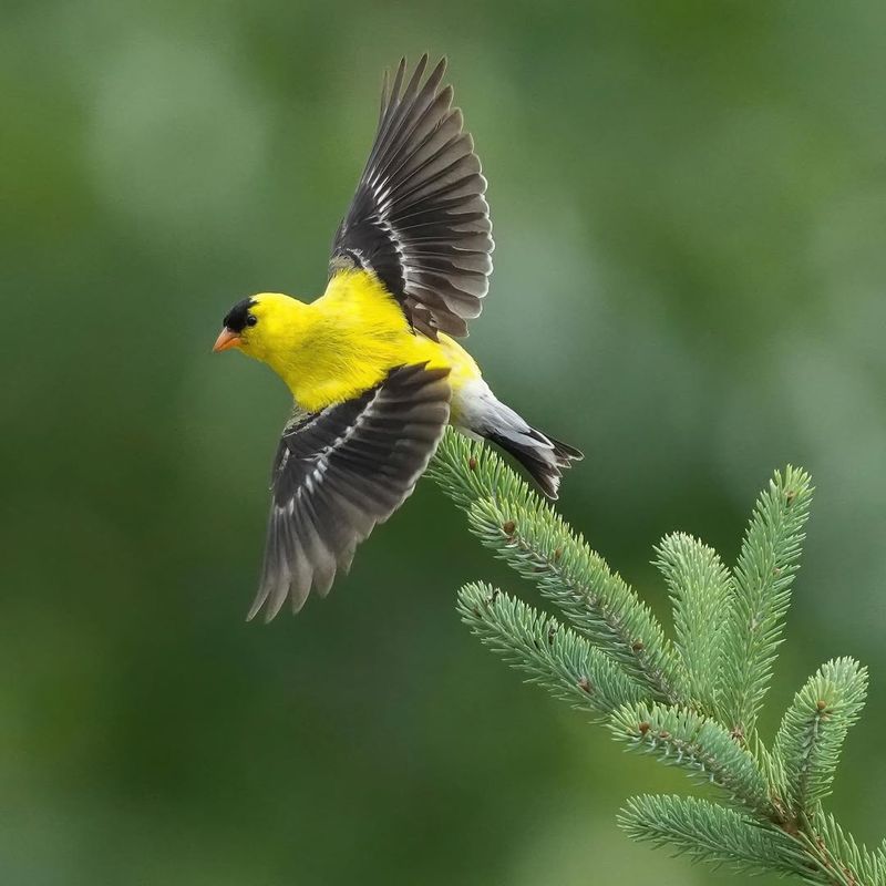 American Goldfinch