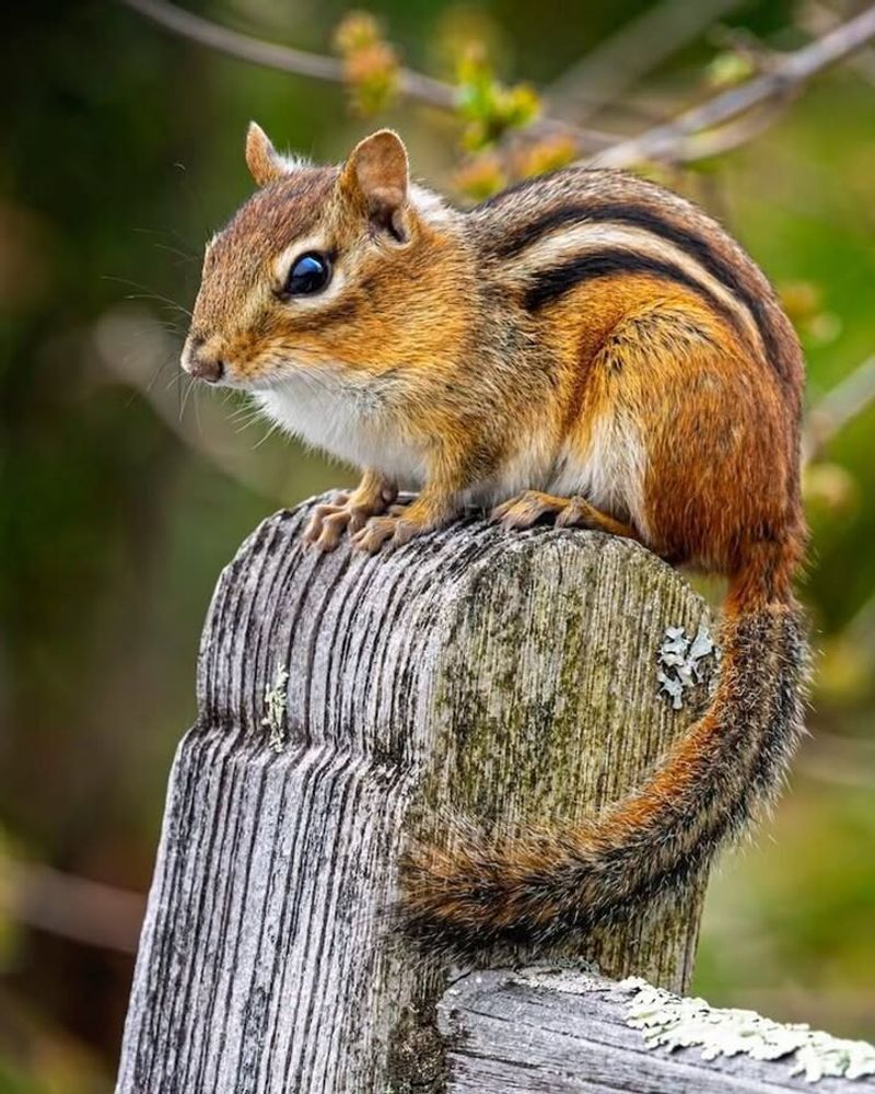 Eastern Chipmunk