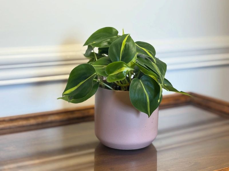 Small Leaves That Stay Tiny And Never Mature