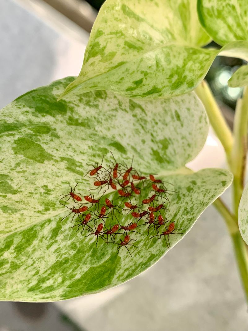 Visible Pests Crawling Around