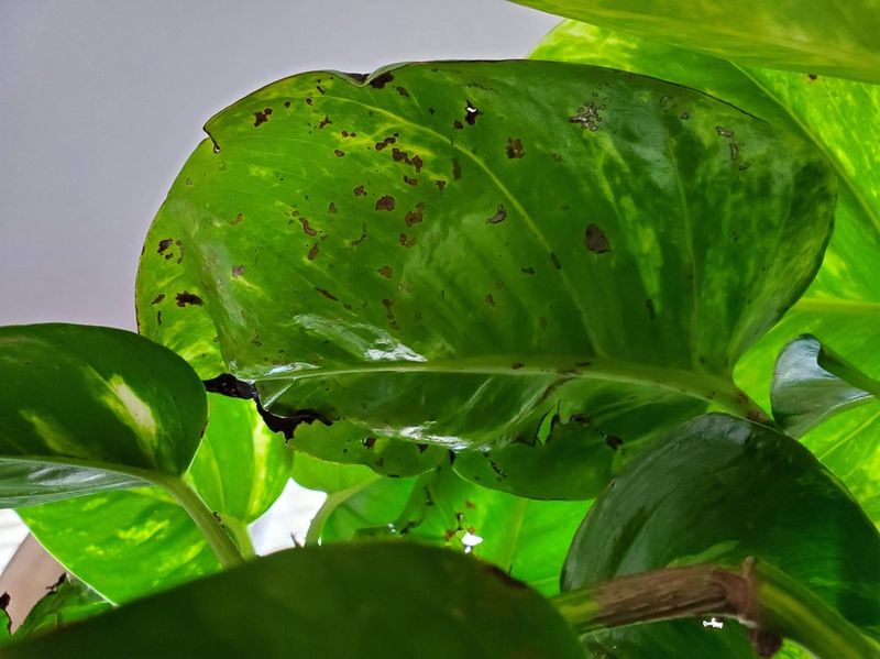 Pests Like Spider Mites Or Mealybugs Appearing