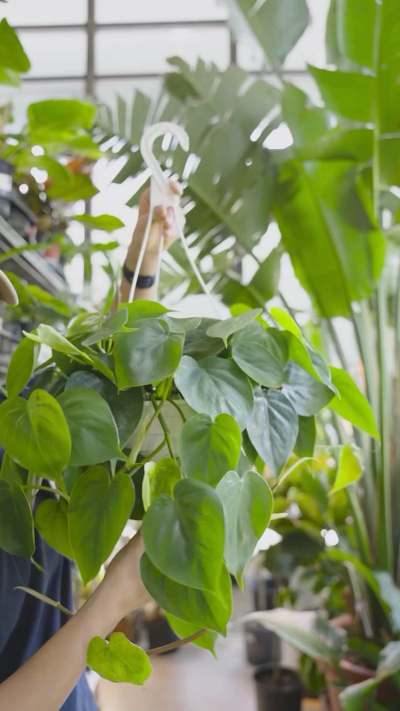 Philodendron Heartleaf (Philodendron Hederaceum)