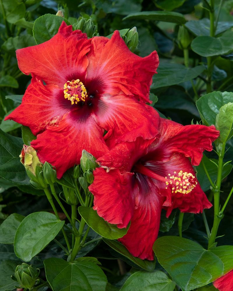 Tropical Hibiscus Hedges With Red Blooms