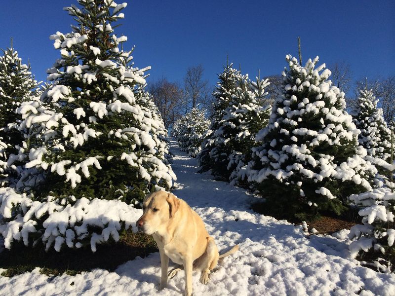 Rispoli Family Christmas Tree Farm