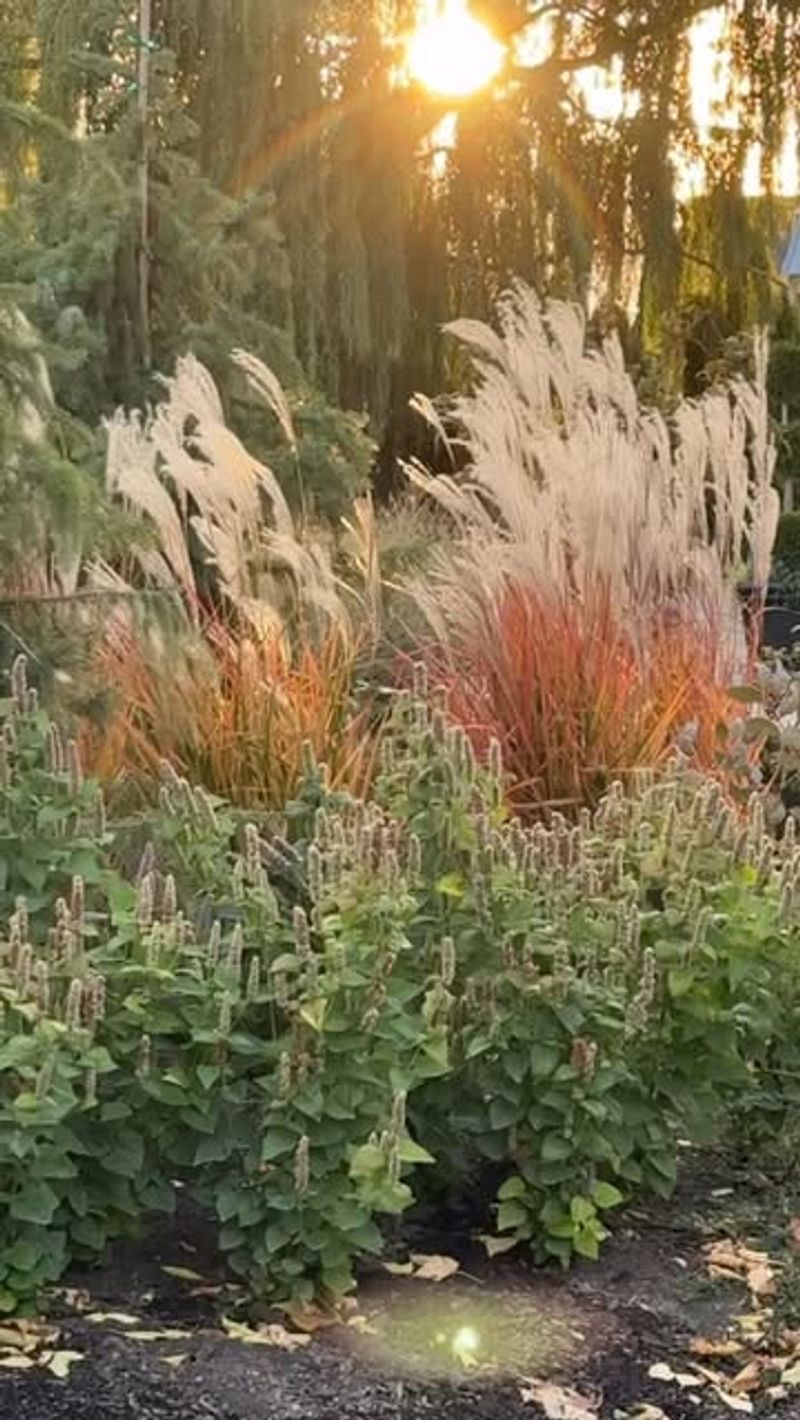 Ornamental Grasses For Movement And Texture