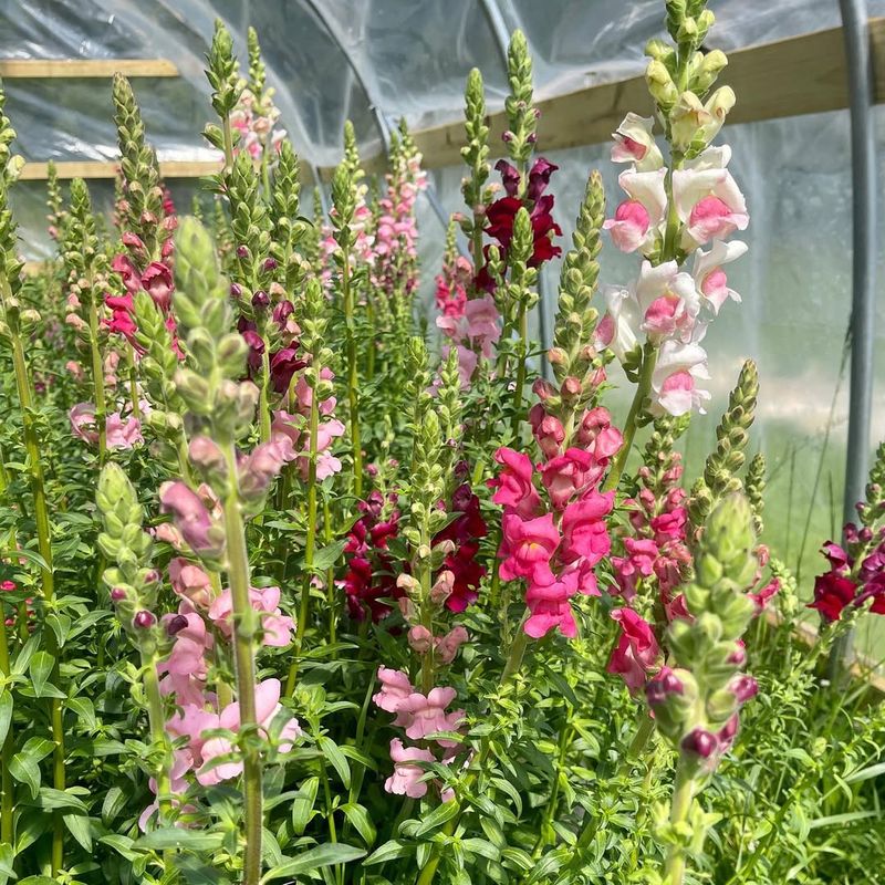 Snapdragons