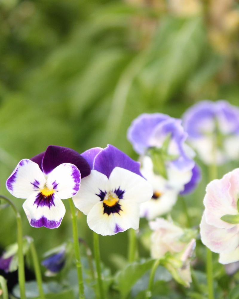 Violas