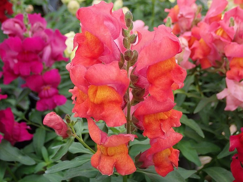 Snapdragons Add Vertical Interest And Bold Color