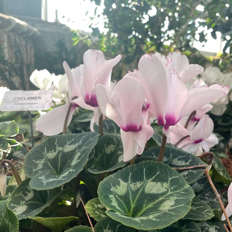 Cyclamen (Cyclamen Persicum)