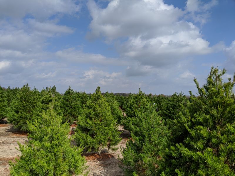 Elgin Christmas Tree Farm