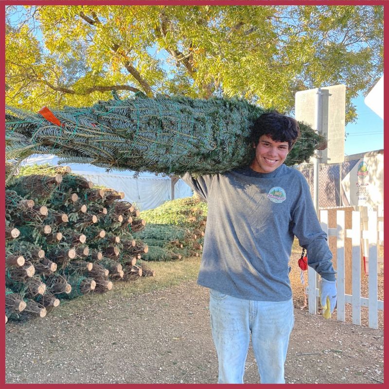 Brungot Farms Christmas Trees at Hill Country Galleria