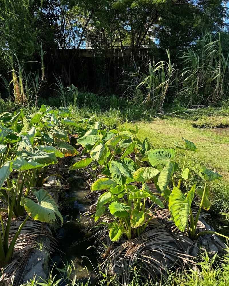 Taro Connects Families To Cultural Roots