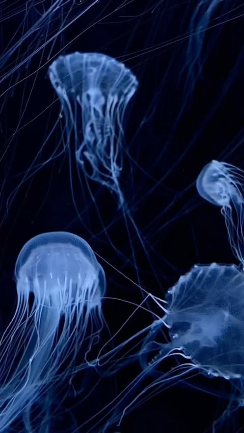 Chesapeake Bay Sea Nettle Jellyfish (Chrysaora Quinquecirrha)