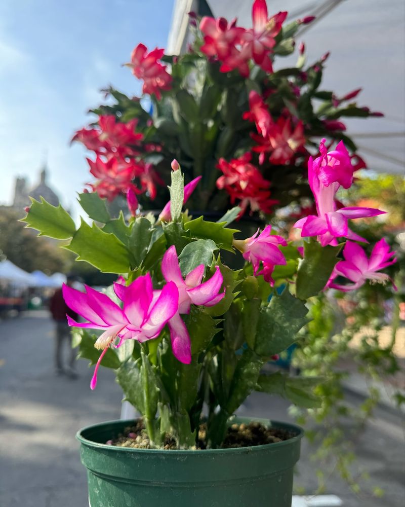 Living Christmas Cactus Displayed On Tiered Stands