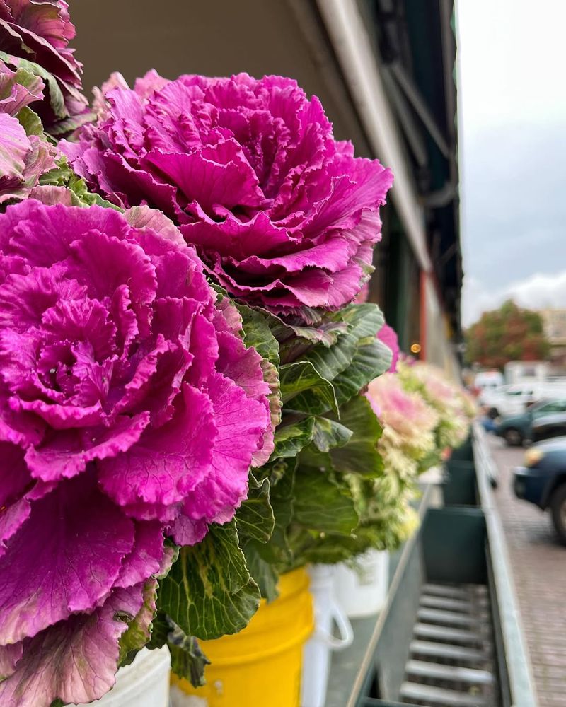 Ornamental Kale And Cabbage Add Texture