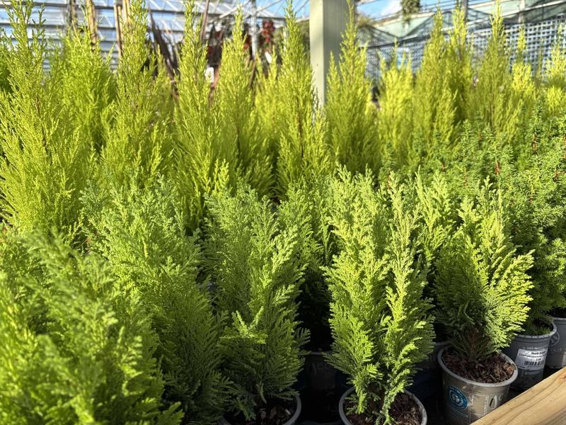 Potted Evergreen Shrubs
