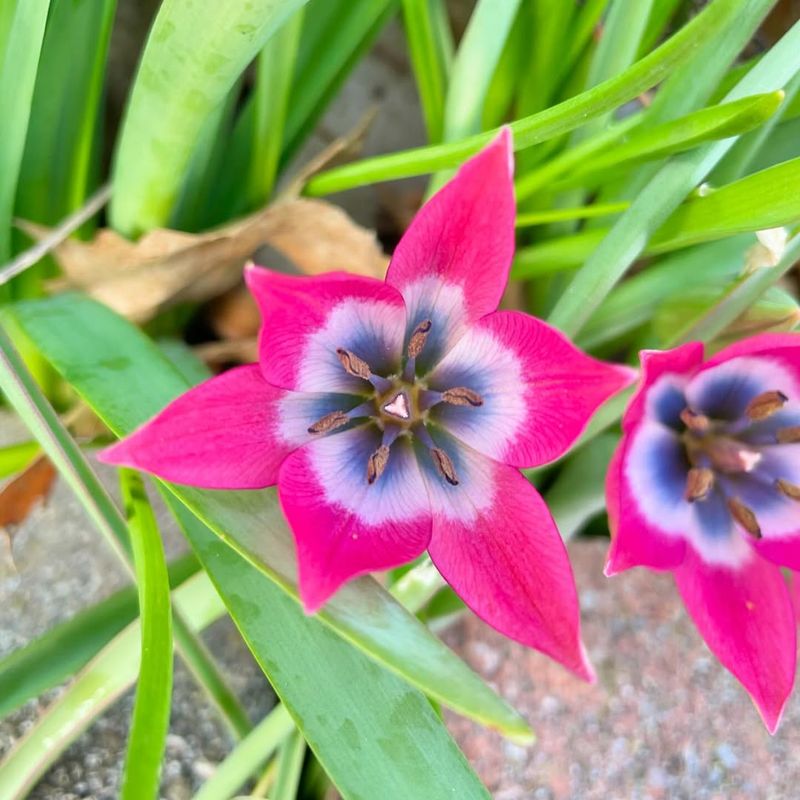 Species Tulips (In North Texas)