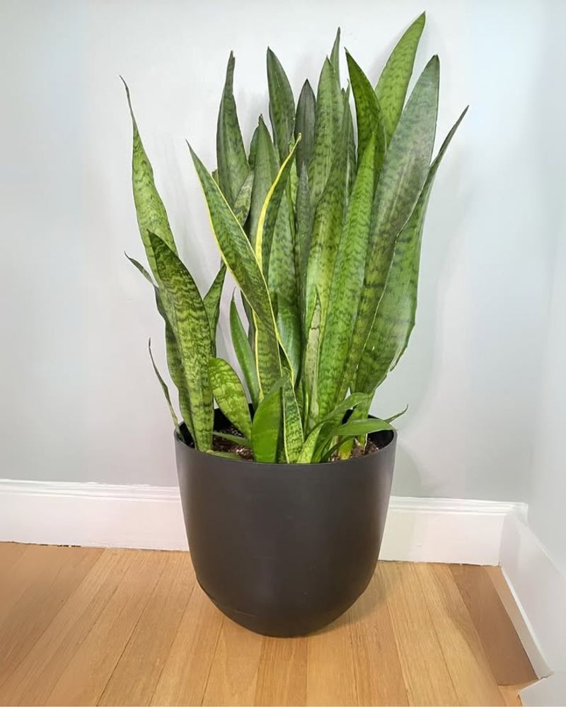 Snake Plant
